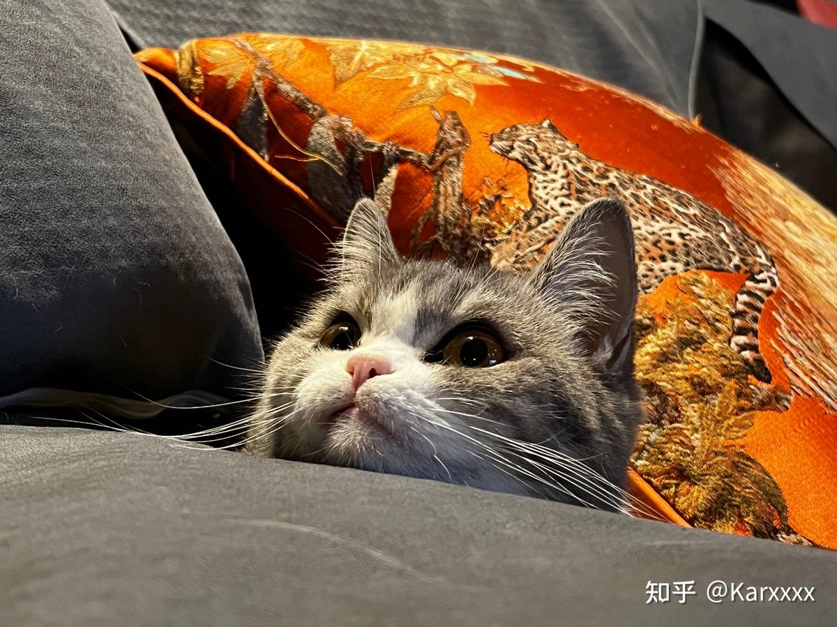 uuppwe's tweet photo. [マンガンパックフッククーヨ、今日も気だるい日曜を過ごす] https://t.co/zShf9eEGIF