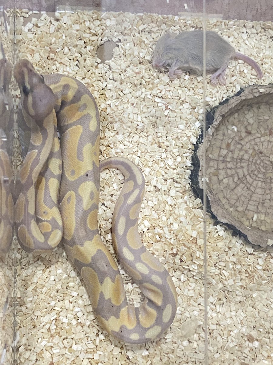 hello_wyn's tweet photo. #ballpython #งูบอล #งูบอลไพธอน #ส่งต่องู
CG / banana enchi นิสัยดีจับได้ จุ้บได้
3000฿ ค่า https://t.co/5CcI4Jxtut