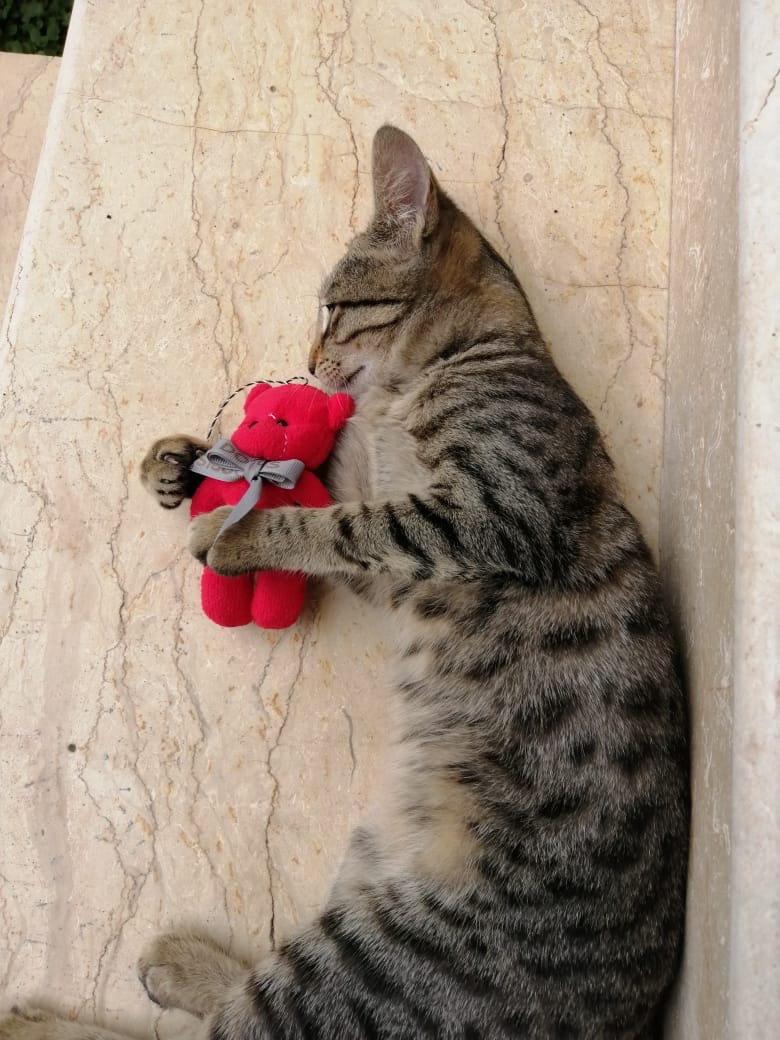 ArtbySahar's tweet photo. She loves Fabric dolls! https://t.co/tw5SIDv1vu
