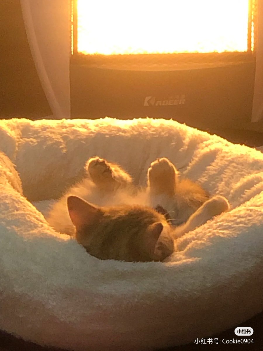 mr_3215's tweet photo. 舜が昼寝して唾を垂らす疾走する猫の姿、素敵だね！ https://t.co/NP6KSFXftG