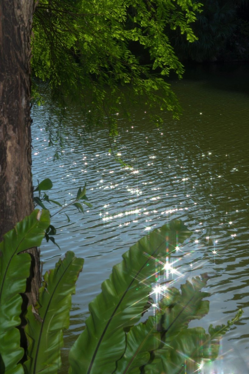 vcoqsw's tweet photo. [沼と萍が揺れるこの膛で、蠢く植の息吹を感じる——自然の鼓動がここに宿る]， https://t.co/HqvokdVn0Q