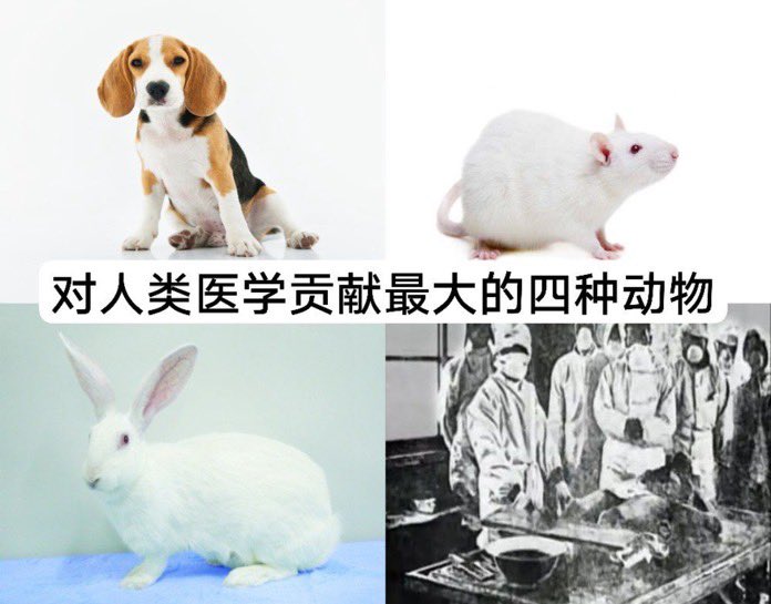 Zty1084838's tweet photo. @zet55243009 @divayimbitanesi 哈哈哈哈，你只会无脑喷脏话，这种攻击力根本伤害不到我，因为我说的是现实，而支那猪只会意淫阿Q精神胜利，给你爹记住，支那猪就该被屠 https://t.co/DBQnAYBLu3