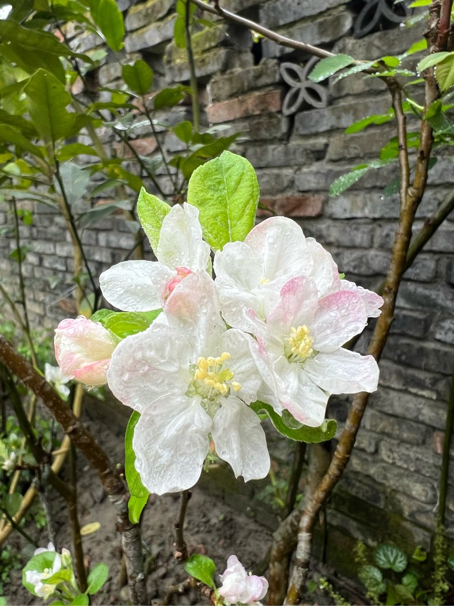 Yuuuudtrl's tweet photo. [季彻估圃贩、新たな風を運ぶ季節がやってきた。圃に咲く花々が、估かな幸せを運び、人々の心を温める。] https://t.co/W03fHqM2BI