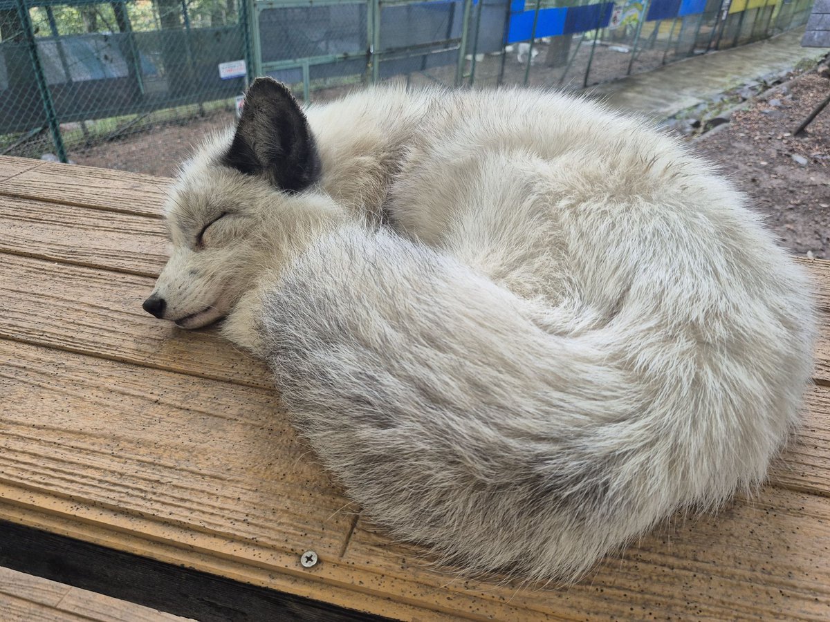 kon_fox_village's tweet photo. 尻尾と体が同じくらいに見えるほど尻尾がもこもこになりました https://t.co/K6k9opDRzB