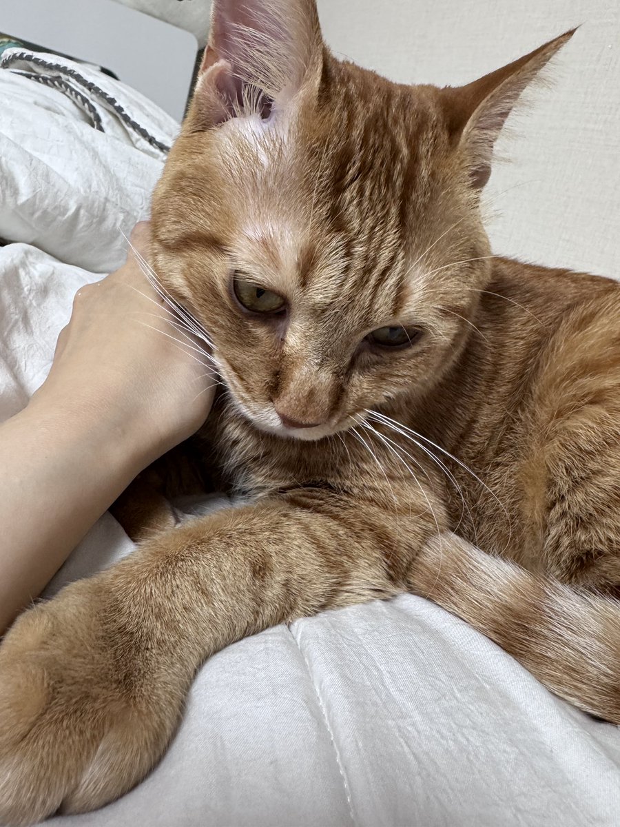 bbo___d's tweet photo. 비와서꼬순내나고
만쟈달라고계속애교부리시네여
그럽복복복해줄수밖에 https://t.co/Kq1MbqGIio
