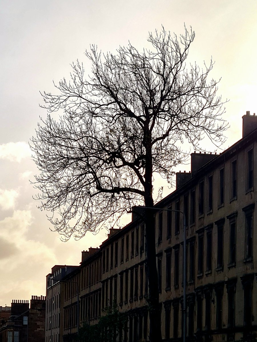 is_glasgow's tweet photo. The 170 year old Argyle Street Ash Tree in Glasgow had pretty much a full crown of foliage yesterday, but now stands naked and leafless after last night's wind. Other than that it seems unharmed, which is always a relief after any storm.

#glasgow #argylestreet #stormboelo #tree https://t.co/ZW63YwtsfC