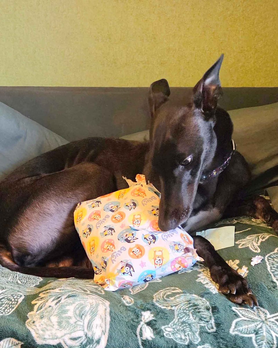 DT_Leeds's tweet photo. Romeo recently celebrated his 3rd Birthday with his adopters! 🎂
Who told us:
'He has settled in so well and is such a sweet boy. 💙 We can't imagine life without him.'
If you'd like to find your very own Romeo, head to our website to meet our dogs 🐶👉 https://t.co/9QGMMQzoMl https://t.co/LW4h8Dqcwt