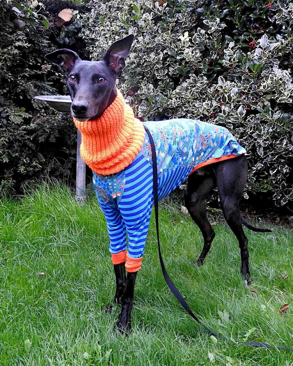 DT_Leeds's tweet photo. Romeo recently celebrated his 3rd Birthday with his adopters! 🎂
Who told us:
'He has settled in so well and is such a sweet boy. 💙 We can't imagine life without him.'
If you'd like to find your very own Romeo, head to our website to meet our dogs 🐶👉 https://t.co/9QGMMQzoMl https://t.co/LW4h8Dqcwt