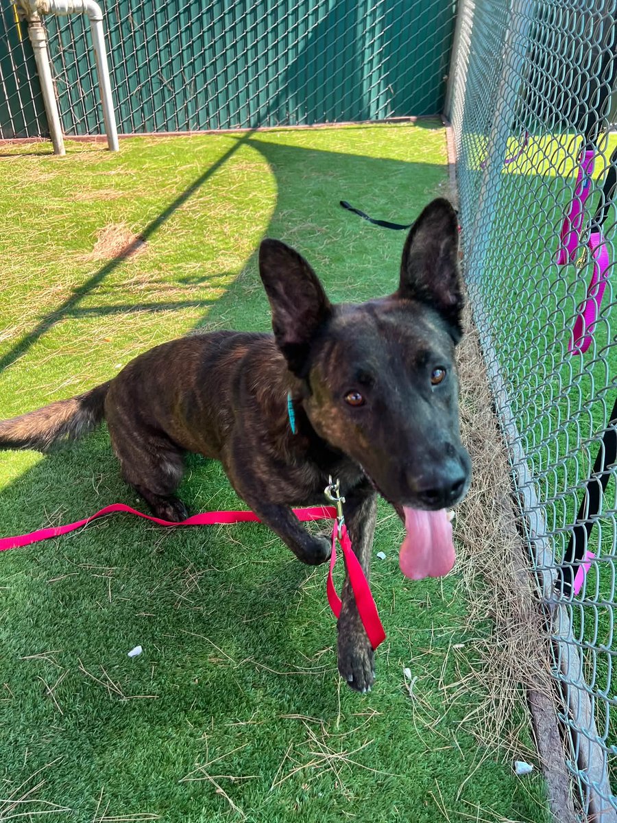 itsadogslifersq's tweet photo. DEXTER #S596345
2yo.#dutchshepherd #dutchie
📍#SanBernardino City #CA

He's an incredible boy with perfect energy = #adoptable! 

Calling all #Dutchielovers where are you at?

Ext since 10/8, deadlined again today 10/25‼️

Why?

1) "Length of stay"
2) No interest

Save this gem! https://t.co/YFZuD4GRQB