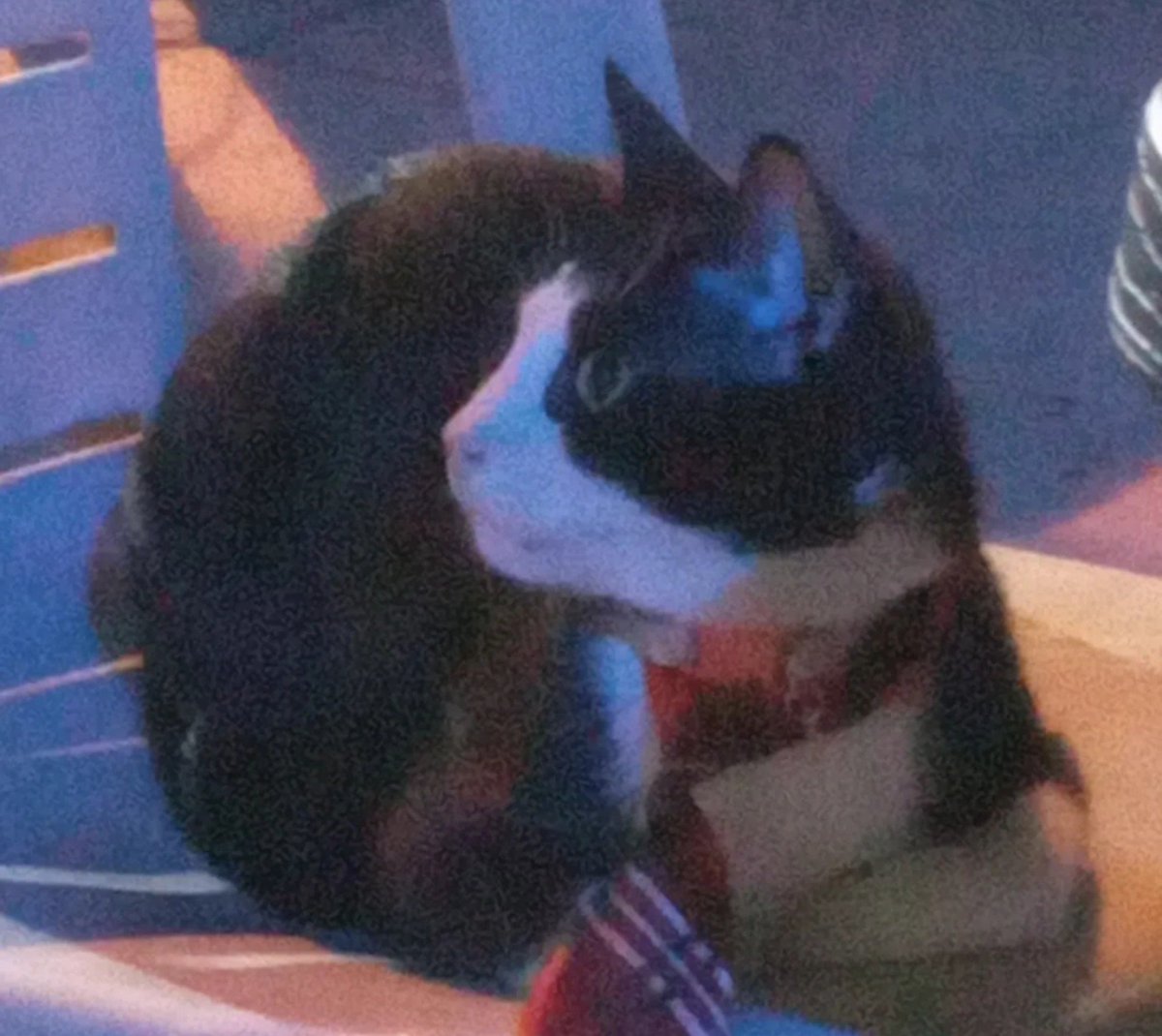 DioStuff's tweet photo. Buenas les presento a Luci, su Abogato de confianza hagan sus preguntas. https://t.co/YX9EOiSocq
