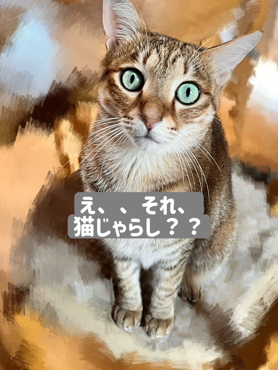 nekomocacos's tweet photo. 愛猫がずっと狙ってたの🐈
お祓い棒を😅w https://t.co/b1EUmZvBRb