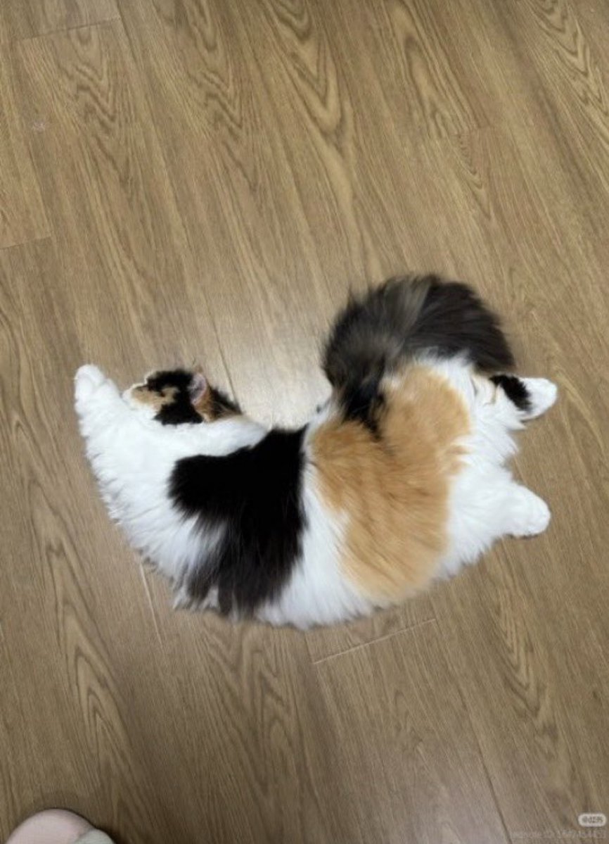 animal_kyawa_'s tweet photo. モフモフの塊だけど素晴らしい柔軟性 https://t.co/tCDpP3WsVB