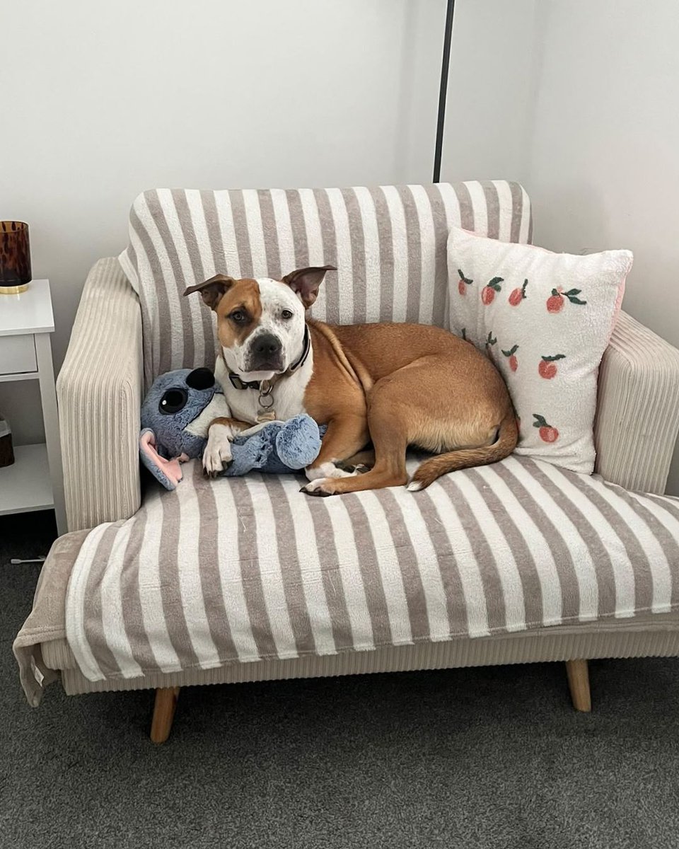 DogsTrust's tweet photo. Peaches first came into our care as a stray 💔

She had a lot of worries- particularly with new people. In April, she was transferred to Loughborough and their specialist rehabilitation unit. This is a quiet area with larger kennels. https://t.co/2cM25nRtKJ
