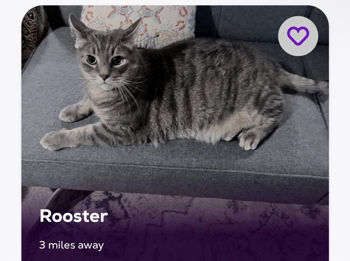 nobaragenda's tweet photo. Youre just blatantly not a rooster https://t.co/xbSedgZOI2