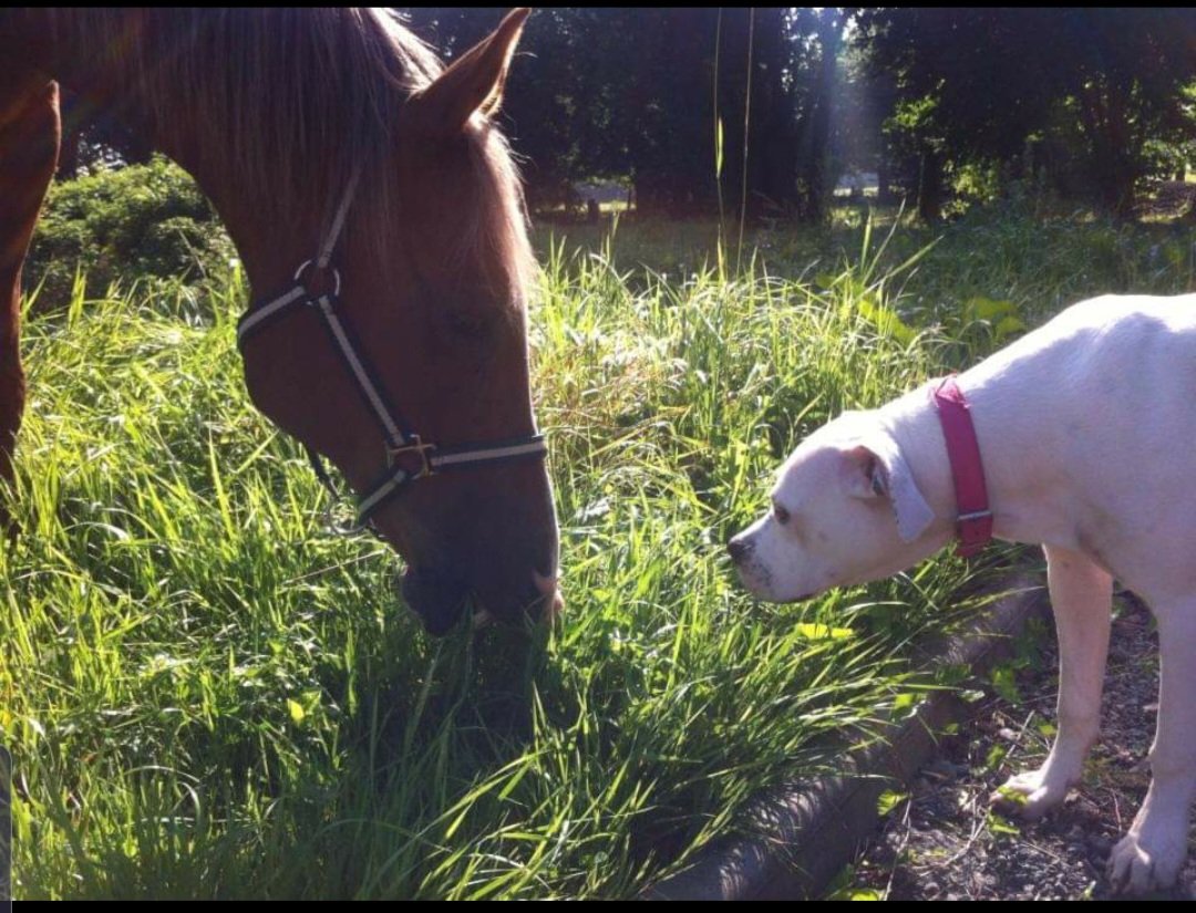 IsaLPao's tweet photo. À l'été 2012, ils se sont rencontrés, 
À l'automne 2026, ils se sont retrouvés. 
Ils m'ont laissée effondrée, mais me sentant privilégiée qu'ils aient fait partie de ma vie 💫🖤🐶🐴🖤💫 https://t.co/m1kFchzPbi