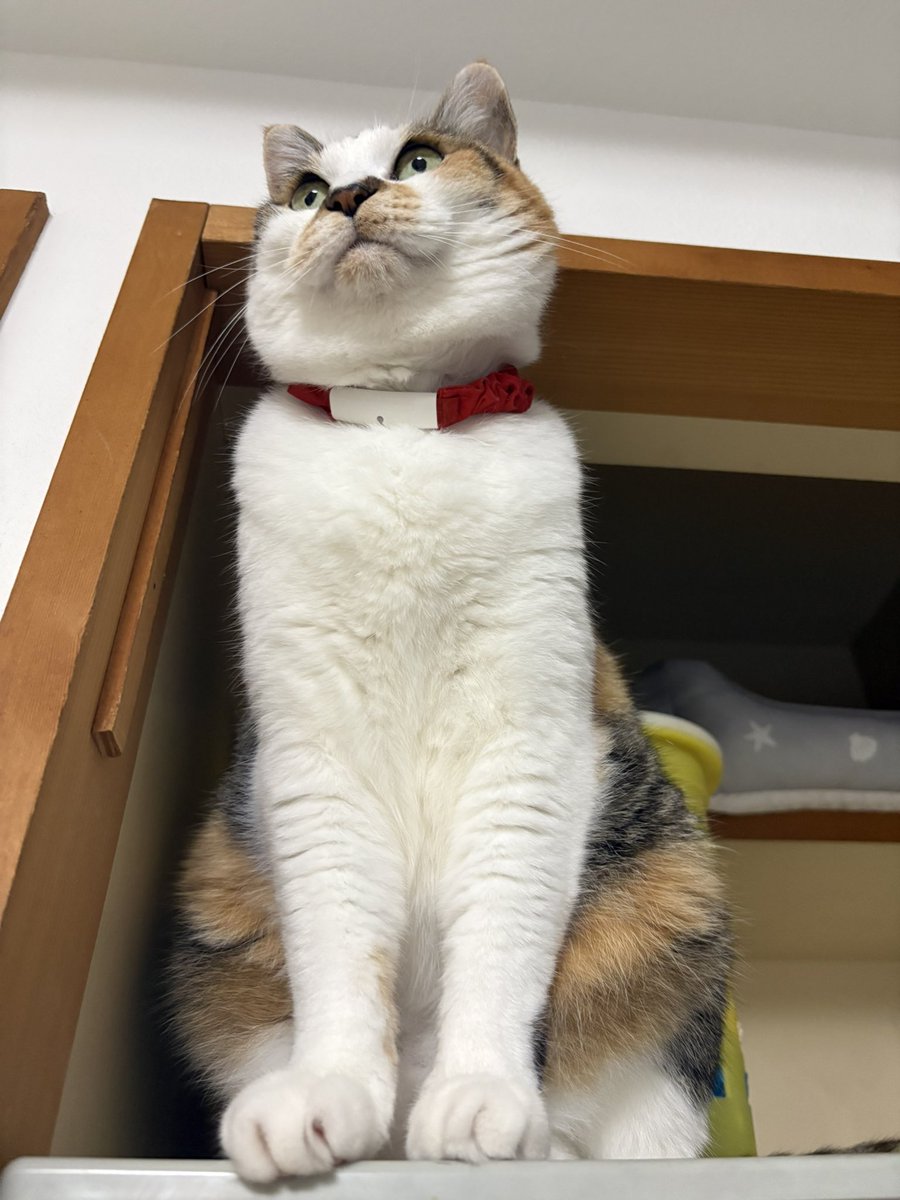 kaoru651008's tweet photo. ねこ😽 https://t.co/l2NI8pWBr8
