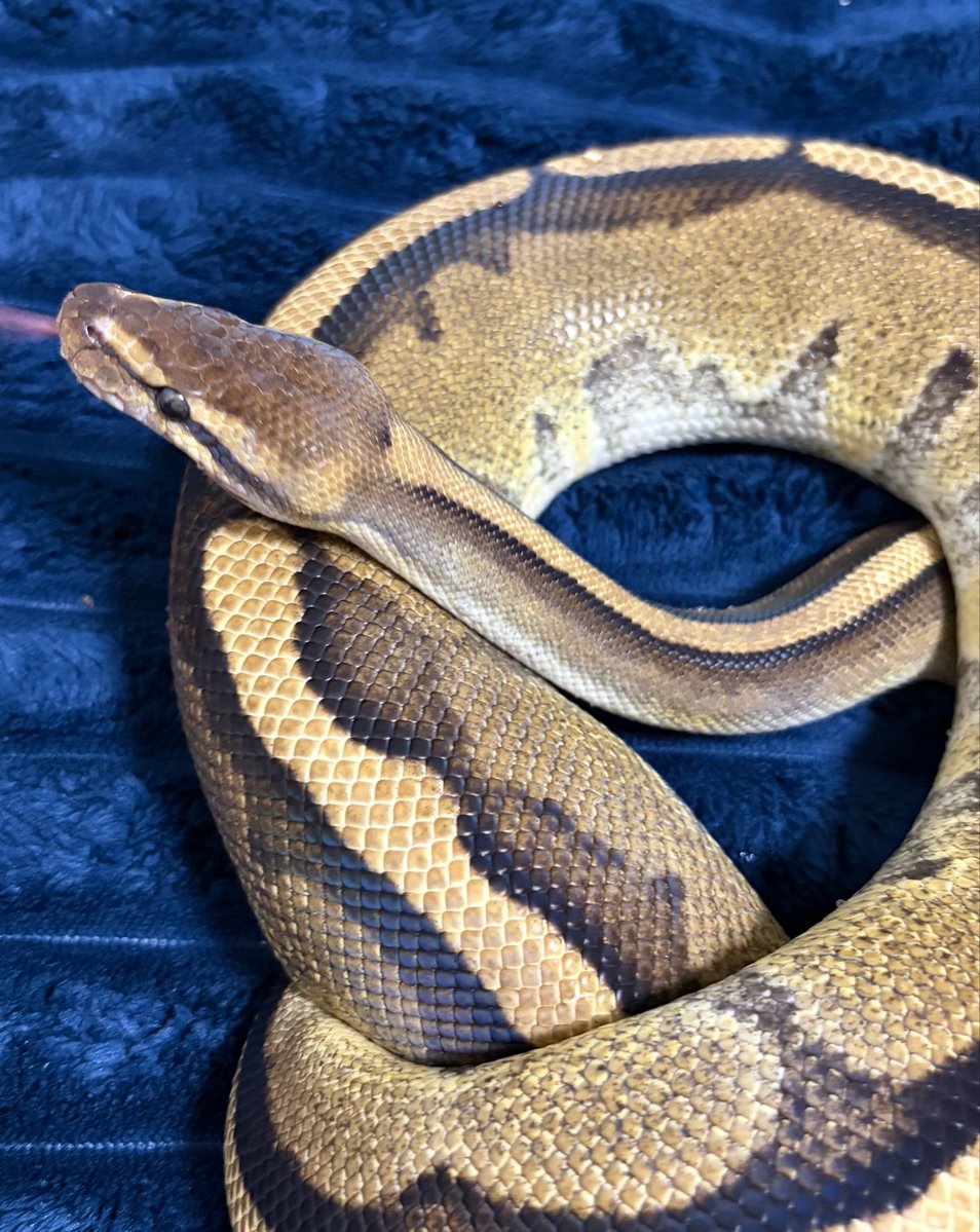9Python0's tweet photo. 1552g https://t.co/NfIRzTwJWa