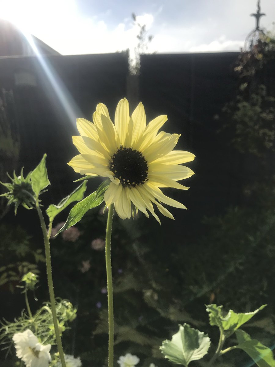 Andy6hutch's tweet photo. Morning🌿💛……. A ray of light on a stormy day….. Happy Sunday all 😊….. #GardeningVibes #Sunflowers 🌻 https://t.co/p1pD856Hxf