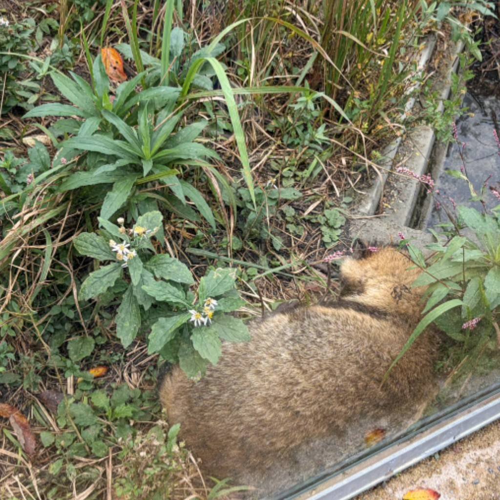 Kashio_Kine's tweet photo. アクアマリンふくしまは、ホンドタヌキがいるよ！水族館だけど、タヌキがいるよ！(里山再現エリア)
なんと、お土産屋さんにもタヌキいるよ！お土産の袋もタヌキあるよ！まるでタヌキの国のようなカゴになるよ、タヌキは水族館でも人気！ https://t.co/jDSiiePQLn