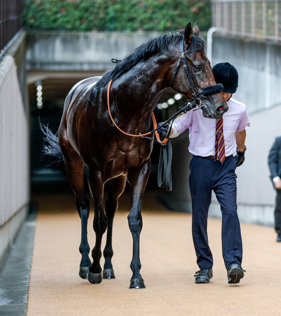 netkeiba's tweet photo. 東京新馬のお写真です。

5R ノヴァルクス
またまたエフフォーリア産駒
▼データベース
https://t.co/RP1gX8dKpX

5R ミストヴェール
1番人気に応えて1馬身半差V
▼データベース
https://t.co/mVZLhgBSMq

(撮影：下野雄規) https://t.co/HIf9ujEDEY