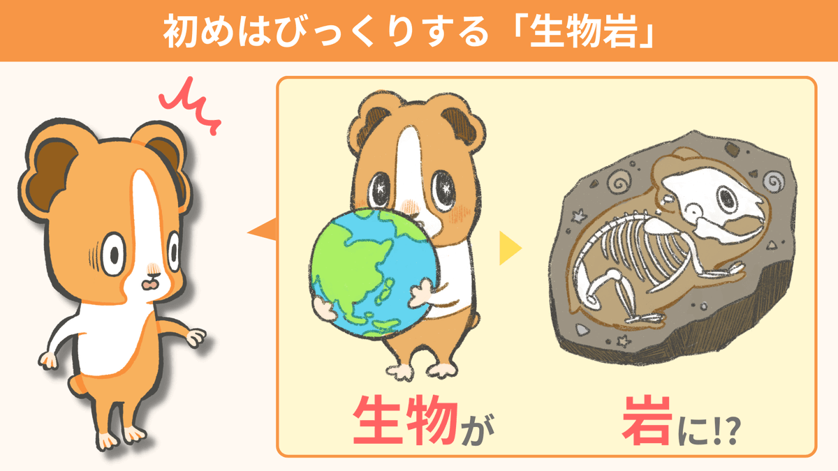spEarthScience's tweet photo. 初めて生物岩という名前を地学の資料集で見たとき「生物が岩になったもの!?なんじゃそりゃ!」というのが正直な反応でした。生物岩は「生物の遺がいが堆積してできた岩石」のことで、チャートや石灰岩などがあります。生物の遺がいや殻が数千万年もの長い年月をかけて圧縮され、生物岩ができるんです！ https://t.co/0repeMvGLa