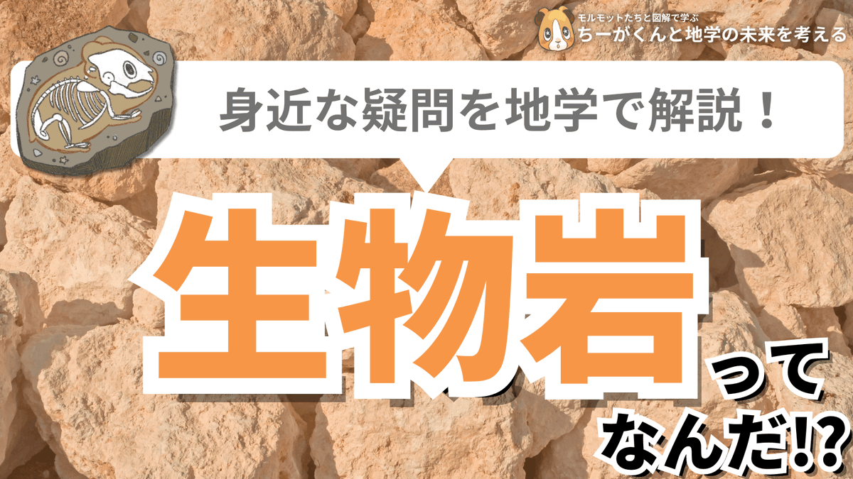 spEarthScience's tweet photo. 初めて生物岩という名前を地学の資料集で見たとき「生物が岩になったもの!?なんじゃそりゃ!」というのが正直な反応でした。生物岩は「生物の遺がいが堆積してできた岩石」のことで、チャートや石灰岩などがあります。生物の遺がいや殻が数千万年もの長い年月をかけて圧縮され、生物岩ができるんです！ https://t.co/0repeMvGLa