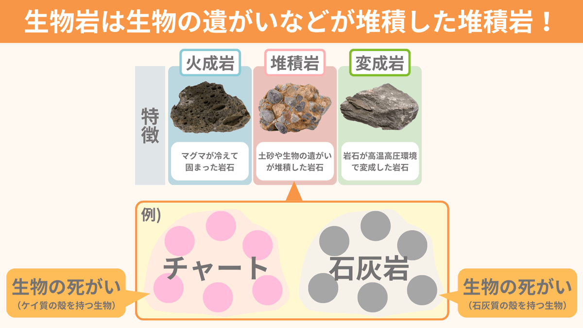spEarthScience's tweet photo. 初めて生物岩という名前を地学の資料集で見たとき「生物が岩になったもの!?なんじゃそりゃ!」というのが正直な反応でした。生物岩は「生物の遺がいが堆積してできた岩石」のことで、チャートや石灰岩などがあります。生物の遺がいや殻が数千万年もの長い年月をかけて圧縮され、生物岩ができるんです！ https://t.co/0repeMvGLa
