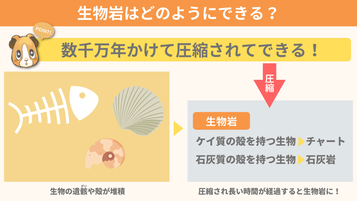 spEarthScience's tweet photo. 初めて生物岩という名前を地学の資料集で見たとき「生物が岩になったもの!?なんじゃそりゃ!」というのが正直な反応でした。生物岩は「生物の遺がいが堆積してできた岩石」のことで、チャートや石灰岩などがあります。生物の遺がいや殻が数千万年もの長い年月をかけて圧縮され、生物岩ができるんです！ https://t.co/0repeMvGLa