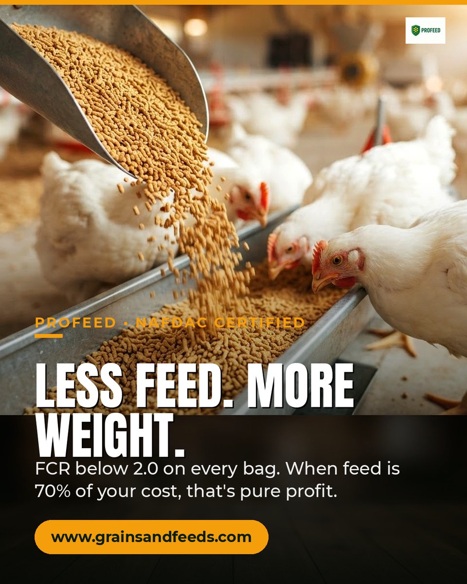 ICHIEDIKE1's tweet photo. An FCR figure needs matching dates. Align feed records and bird weights to the same period; record wastage, mortality and bird movements separately. Compare like with like, not isolated numbers. Profeed: 0706 096 2131.
#Profeed #FCR https://t.co/iBKxIAqp57
