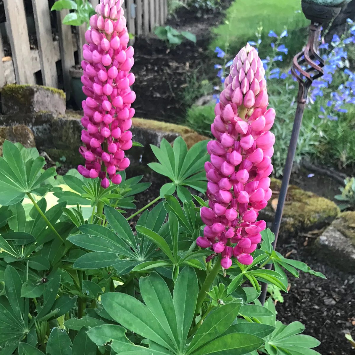 talius's tweet photo. Lupine ‘Gallery Red’ flowers for you this morning ❤️ 
Have a bejeweled Sunday🤗 https://t.co/nglBJEvSm2
