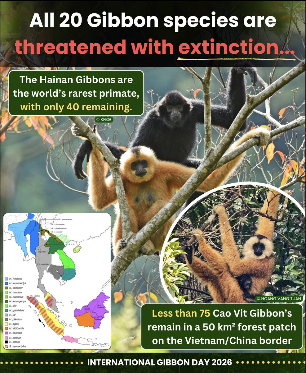 nvolpewild's tweet photo. Severe deforestation has led to all  Gibbons being endangered. These incredible primates are known for their loud singing through the rainforest, but these melodies have mostly disappeared. 🌳🎶❌
Most species remain in small forest patches, with poaching also threatening. 🥲🐒 https://t.co/2WeDwAewC8