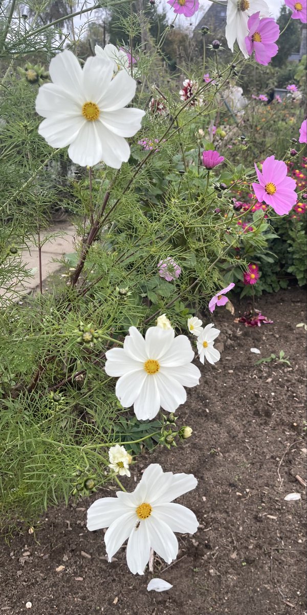 BetterS460's tweet photo. Wishing you all a wonderful Sunday 🌸 https://t.co/Hl7Cb4weSV