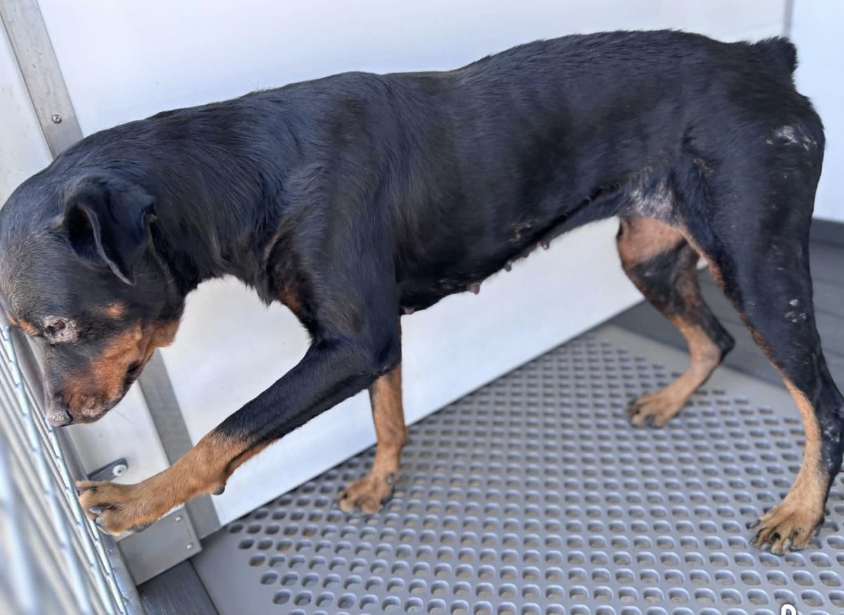 aleesd77's tweet photo. 🙏Please help Save Sweet Senior, Rottie Roxy #A599345 

#A599245 (I'm going to call her ROXY for early networking purposes) 💥 💥 MEDICAL DEADLINE - to be KILLED at 2pm, on Sun,!10/25/26 for having areas of alopecia 💥💥

Rescue Placement Only (but you can still foster for a rescue) 

ROXY came into the shelter as a stray on 10/15/26 with her Pittie buddy #A599146. Staff noticed ROXY has a skin condition. She is Bright and Responsive and
VERY FRIENDLY. NO obvious scratching, chewing or licking of affected areas. Leashed by the person who found her in Colton jurisdiction.

ROXY is listed as a female, black and brown Rottweiler mix of about 8️⃣ years old weighing 68lbs.

🟧 PLEASE NETWORK for her life 🙏
🟧 PLEDGES would be helpful
🟧 OFFER to FOSTER for a rescue if you can offer her stability and commitment. 

PET CONNECT LINK (upto date status shown) 
https://t.co/1VhGipdsQo

Please email Angelica Joyce asap if you can foster Roxy and save her life, and comment here or on original FB post 🙏

🔴🔴 Shelter contact details 🔴🔴

The shelter is now open for walk through VIEWINGS every day except Mondays between 11am and  4pm. Or contact 909 384-1304 or 909 384-7272 to make an appointment (ADOPT or RESCUE). RESCUES SHOULD CONTINUE to send emails to the shelter to place a hold on a dog......

San Bernardino City Animal Shelter
333 Chandler Place, San Bernardino, CA
Hours of operation: Daily  10:00am to 5:00pm (Adoption and Rescues at counter stop at 3:30PM)
Open on Wednesday until 6pm 

ADOPTERS PLEASE Telephone: (909) 384-1304

PRIMARY EMAIL (ONLY FOR RESCUES) FOR RESCUES : sbrescue@sbcity.org
❗❗MAKE SURE THE DOG'S # ID NUMBER IS ON THE SUBJECT LINE AND ALSO STATE "DO NOT EUTH" ❗❗️

Reshare-Original FB Post by Danielle Greatbatch

#SaveRoxy #RottweilerRescue #AdoptDontShop #SanBernardinoShelter #FosterSavesLives #RescueDogs