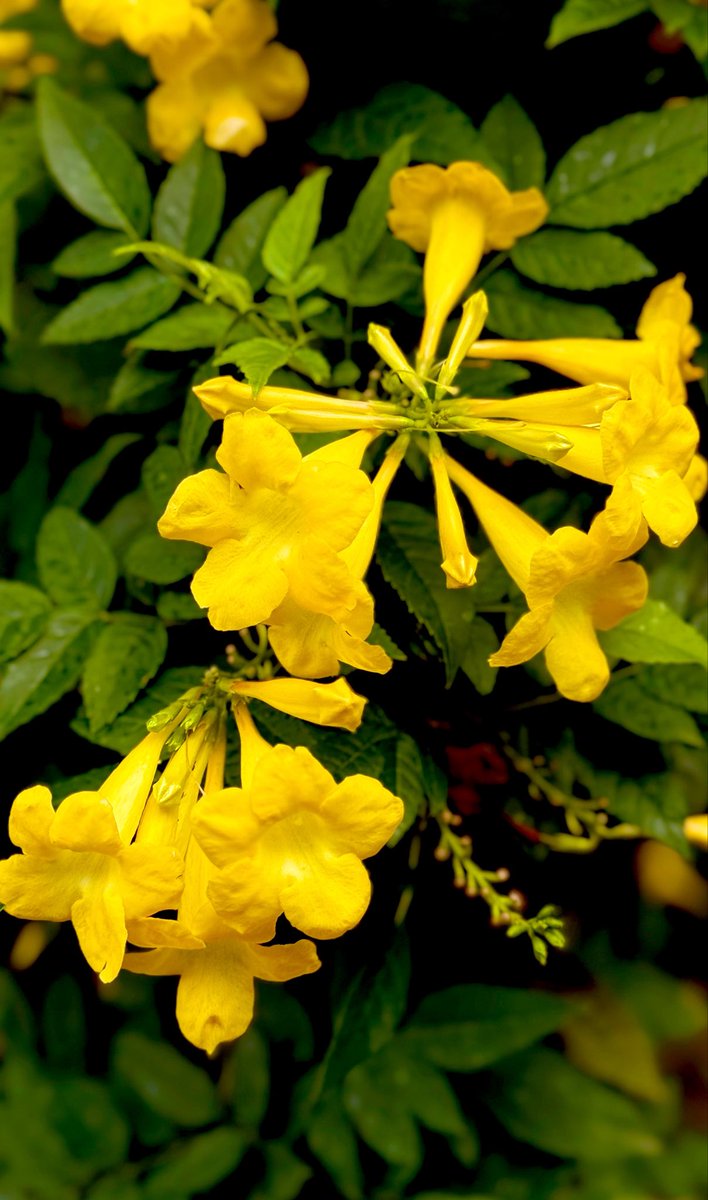MindhackD's tweet photo. Sunday Yellow 🔥 https://t.co/Rv70AX3gXP