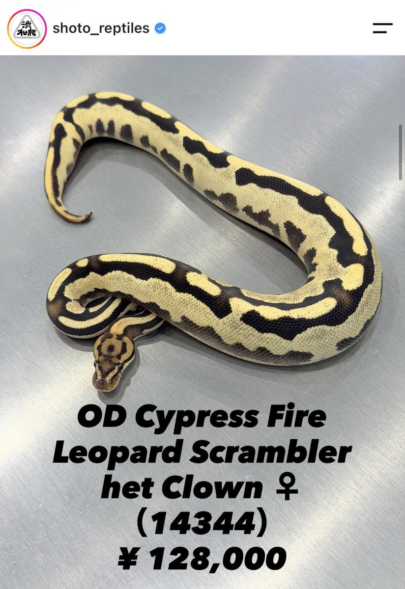 shoto_reptiles's tweet photo. 新入荷🇨🇦

インスタグラムにてUP中ですのでご確認よろしくお願いいたします☺️

https://t.co/sVBqXkdcE2…

カナダCB

追加の写真、動画、その他気になる点はDMにてお問合せください。

当店は基本的にキャッシュレス決済(クレジットカード各種、PayPay)のみとなります。

現金ご希望の方は店頭にてご相談ください。

お取置や全国にも提携の中継店(+5000円送料込み)もございますのでお気軽にお問い合わせください。
全国の提携の中継店は当店からご案内させて頂きますので、お客様の方で手配する必要はなく、とても簡単でスムーズにお受け取り可能です。

初心者大歓迎🔰

#渋松爬
#ボールパイソン
#Ballpython 
#ニシアフ
#レオパ
