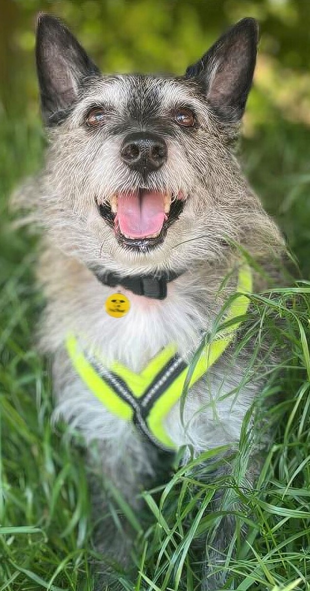 FreeWillsMonth's tweet photo. A gift in your Will would help @DogsTrust continue to care for dogs in need across the UK. To prepare them for their forever homes they give dogs training, treatment, sensory gardens &amp; the best care. Help them give dogs the happy lives they deserve. https://t.co/FERiSt8QQZ https://t.co/hAarFpXgaC