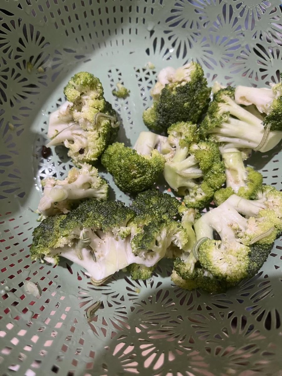 With_love_susan's tweet photo. Just wanted to cook some fresh broccoli, but one close look gave me the biggest ick!

Tiny green bugs were crawling between the florets. Would you wash it and cook it, or throw the whole thing away? https://t.co/rA6RfyLnkm