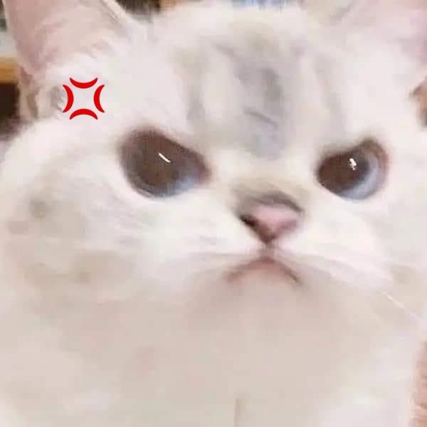 onyourcatss tweet picture
