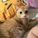 Photo by KATAIISAT.🤍🐈 (@09BdDay)
