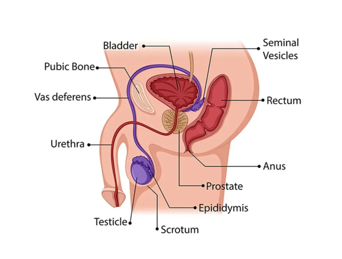 xynnxeul's tweet photo. one day one more sex edu

katanya g-spot laki-laki ada di dalam anus. berarti harus memasukkan sesuatu untuk mencapainya?

sebelum kalian coba" sendiri, ada beberapa hal yang perlu dipahami tentang anatomi tubuh laki-laki dan risiko stimulasi melalui anus ya gusy

1. g-spot laki-laki sebenarnya adalah prostat.

prostat merupakan kelenjar yang terletak di bawah kandung kemih, di depan rektum. karena posisinya berdekatan dengan dinding rektum, prostat bisa distimulasi melalui anus.

tapi, prostat bukan berada di dalam lubang anus, dan menstimulasi prostat bukan kebutuhan wajib untuk menikmati hubungan seksual.