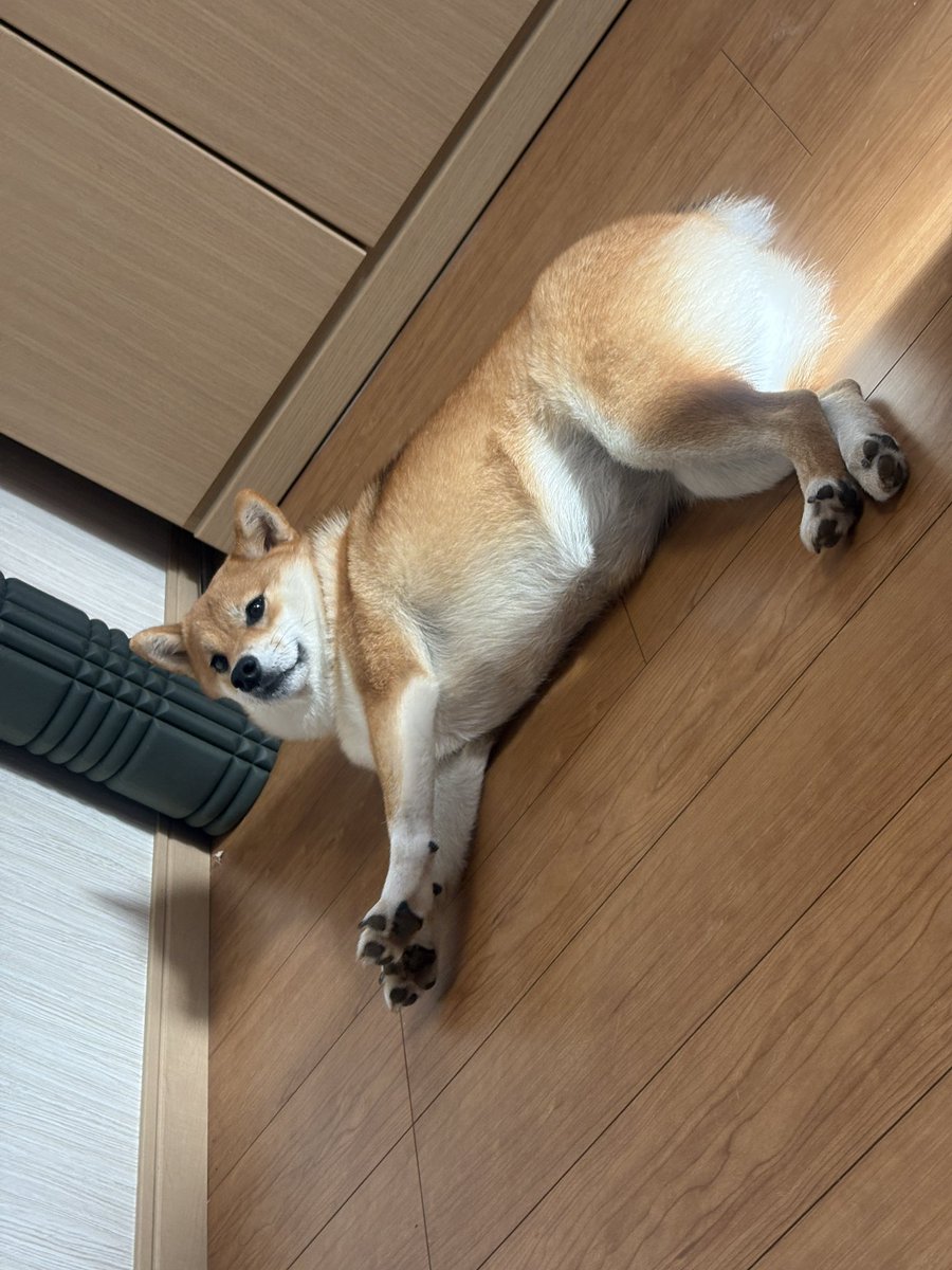 koporinu tweet picture