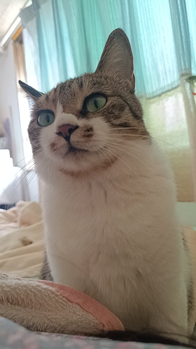 whisper_han's tweet photo. 每天都要亲亲小猫对她进行一番强制爱才起床。怎么会有这么可爱的生灵在我身边！ https://t.co/p7hmk9VB2k
