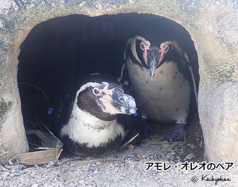 shimonoseki_aq's tweet photo. 海響館のペンギンたちの生活を覗いてみよう！
ペンギン担当スタッフによる「ペンギン情報」を更新しました。
〇恋の季節が始まっています―フンボルトペンギン―
https://t.co/ZkMuHvaC55 https://t.co/yfvBfUhSbm