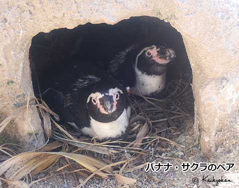 shimonoseki_aq's tweet photo. 海響館のペンギンたちの生活を覗いてみよう！
ペンギン担当スタッフによる「ペンギン情報」を更新しました。
〇恋の季節が始まっています―フンボルトペンギン―
https://t.co/ZkMuHvaC55 https://t.co/yfvBfUhSbm