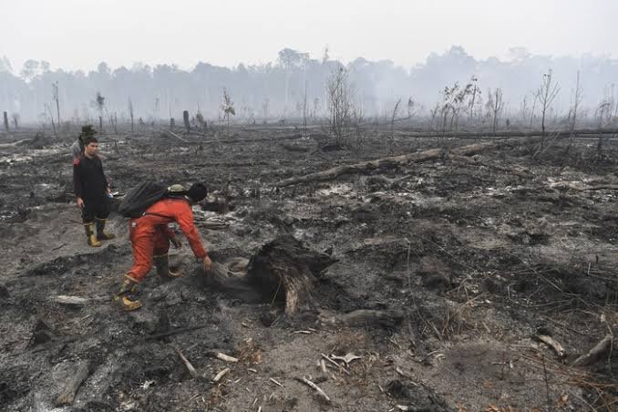 indepenSumatera's tweet photo. HASHIM ADALAH KETUA SATGAS TAMAN NASIONAL. SEMENJAK BELIAU MENJABAT SUDAH PULUHAN TAMAN NASIONAL YANG TERBAKAR.

Satwa-satwa endemis Indonesia terancam punah 

• Orangutan
• Harimau sumatera
• Gajah sumatera
• Bekantan
• Macan dahan kalimantan 
• Kucing merah
• Beruang madu
• Owa kalawat
• Rangkong gading

DAFTAR TAMAN NASIONAL TERBAKAR 2026

1. TN Wasur (Papua Selatan) - 8.708 ha
2. TN Lorentz (Papua) - 6.532 ha
3. TN Gunung Tambora (NTB) - 6.138 ha
4. TN Rawa Aopa Watumohai (Sultra) - 4.673 ha
5. TN Manupeu Tanah Daru (NTT) - 2.839 ha
6. TN Way Kambas (Lampung) - 1.756 ha
7. TN Bromo Tengger Semeru (Jatim) - 1.259 ha
8. TN Tanjung Puting (Kalteng) - 604 ha
9. TN Sebangau (Kalteng) - 369 ha
10. TN Danau Sentarum (Kalbar) - 301 ha
11. TN Tanjung Puting (masih ratusan ha)
12. TN Way Kambas (masih 30-40 ha)
13. TN Berbak Sembilang (Jambi-Sumsel)
14. TN Gunung Ciremai (Jabar) - 30-60 ha
15. TN Bromo Tengger Semeru (kembali Okt, 4 korban)
16. TN Gunung Rinjani (NTB)
17. TN Gunung Gede Pangrango (Jabar)
18. TN Gunung Merapi (Jateng)
19. TN Gunung Merbabu (Jateng)
20. TN Baluran (Jatim)
21. TN Gunung Palung (Kalbar)
22. TN Sebangau (masih aktif)