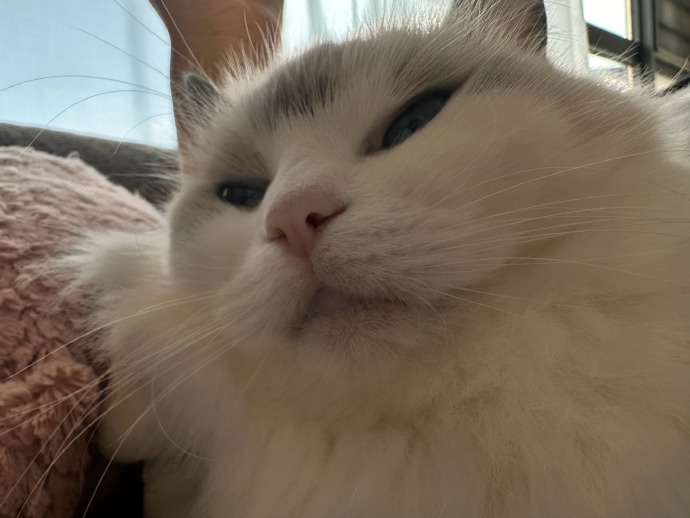 Ehrgdfdss's tweet photo. お昼寝する猫ちゃん https://t.co/Ehxr1OI7Aj