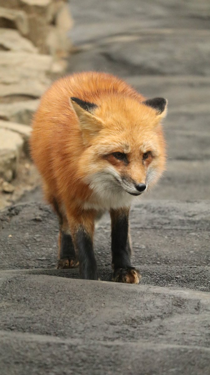marumohuFOX's tweet photo. https://t.co/QJ1GhPA68c