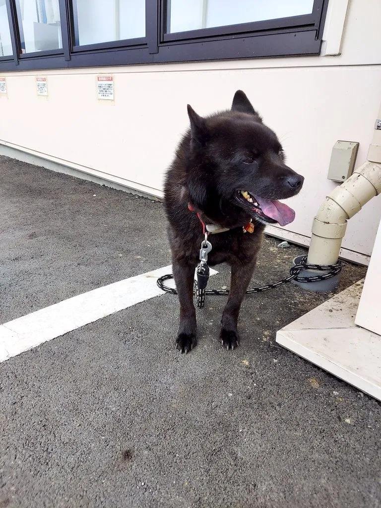 Kuro_isRoom's tweet photo. (  ܸ>ᴗ<)ﾉ"☁の中だったけど☔降られずに夕方の🐶クロの長めの散歩🐾途中🚻に寄り帰って来るとこうして待っててくれました🤗🤗待つの慣れてます😉🏠に着くような頃☔降り始めました💦明日はil||li ☂ il||li予報どうなる事やら💦💦 https://t.co/kZCs6iRuEI