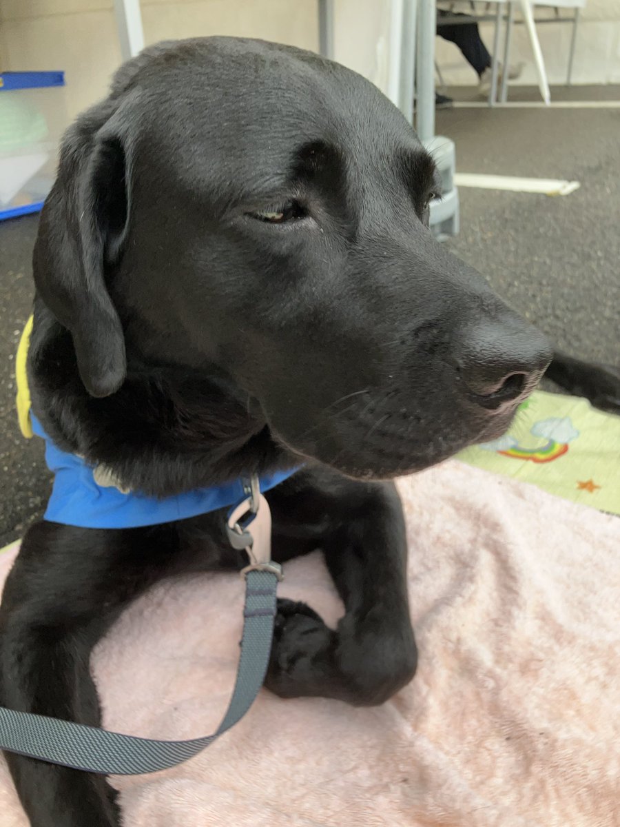 JSDA_ServiceDog's tweet photo. 岐阜県農業フェスティバルにて
JA共済 介助犬はたらくワンワンランドを実施しました！

JA共済連岐阜の皆さま
お越しくださった皆さま
ありがとうございました🐾✨

#日本介助犬協会
#介助犬
#JA共済
#岐阜イベント
#シンシアの丘 https://t.co/5UMWuEGSvu