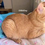 Photo by KATAIISAT.🤍🐈 (@09BdDay)